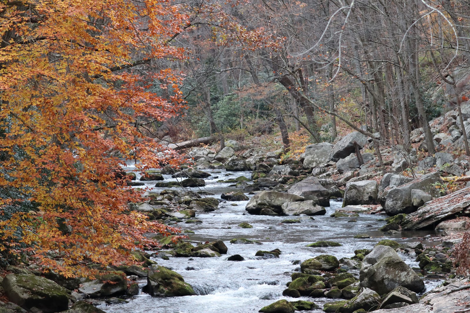 Savage River State Forest