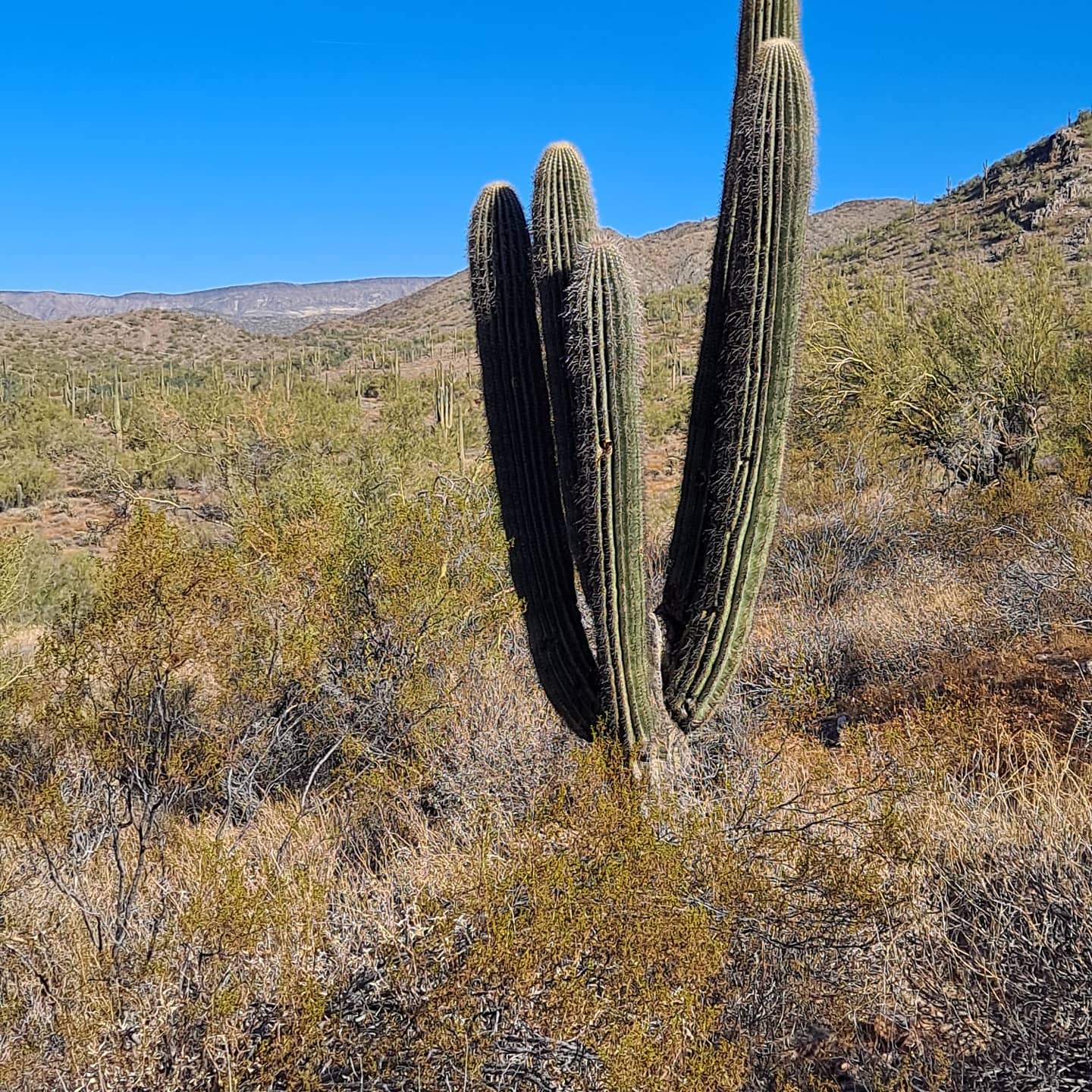 Cave Creek Regional Park Campgrounds