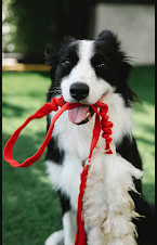 The Trolley Stop RV Park