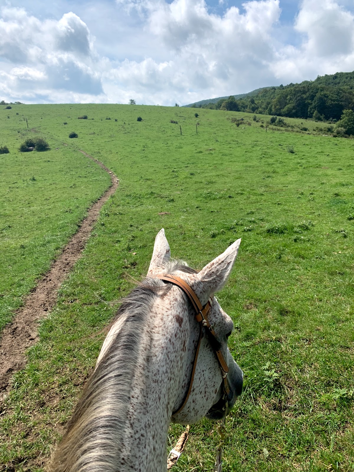Rocky Hollow Horse Camp