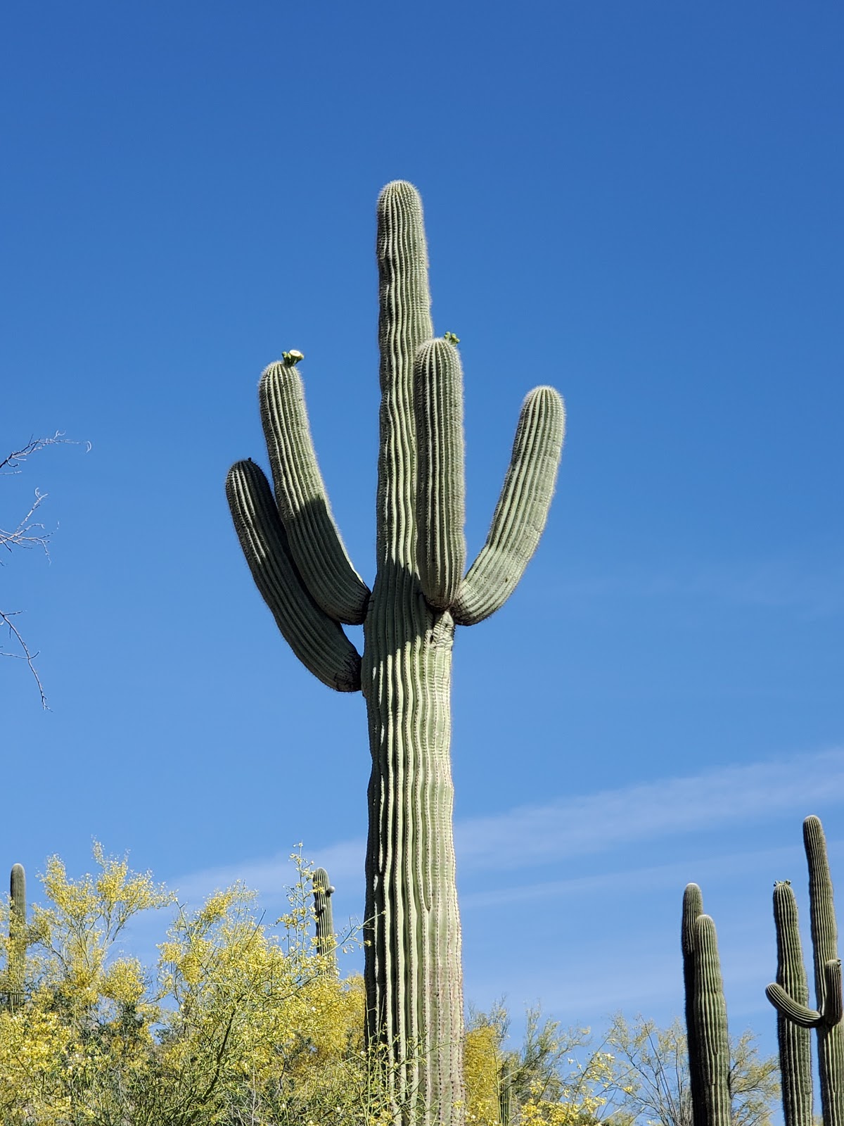 Shadow Ridge RV Resort