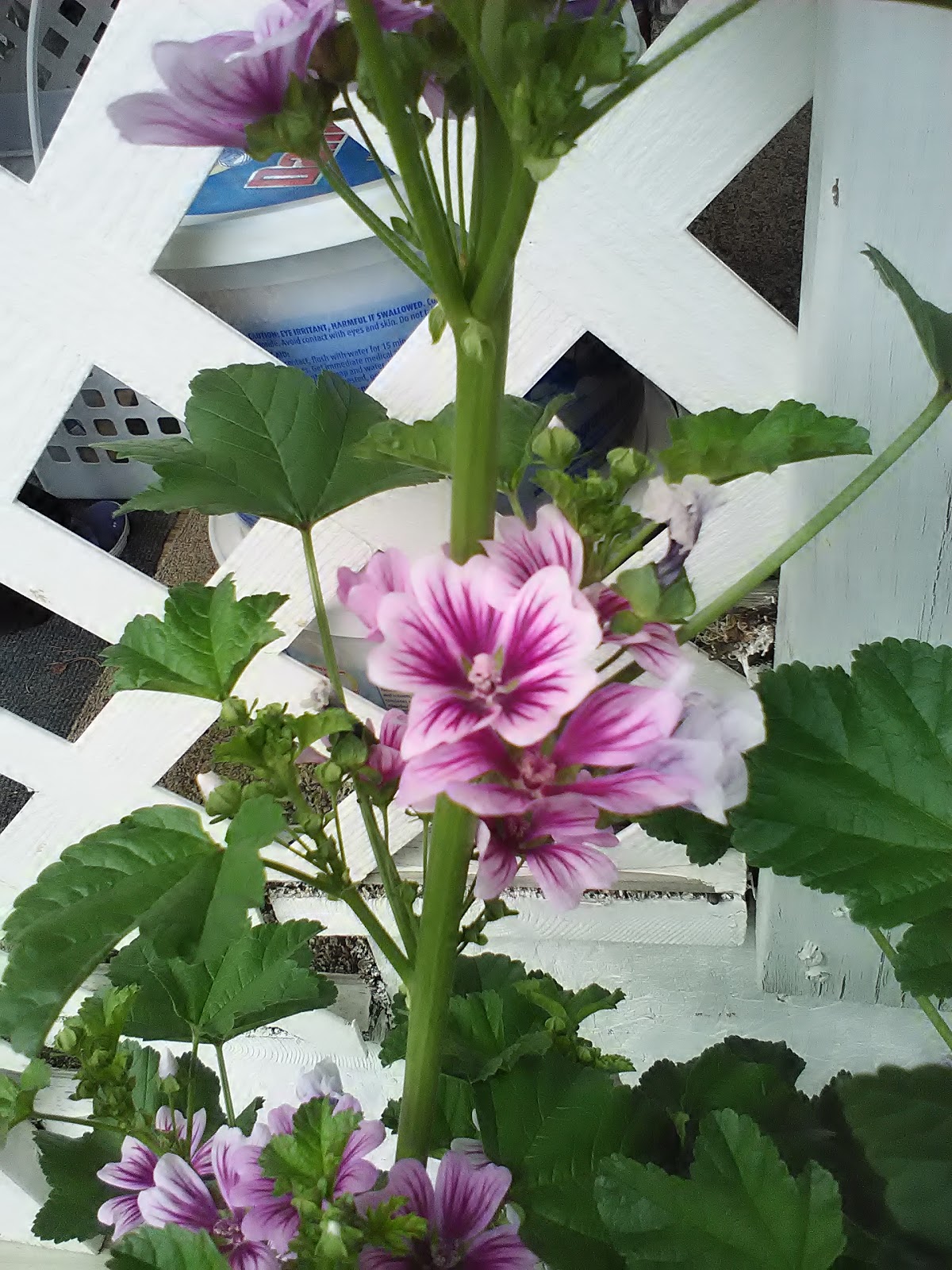 Homestead Campground