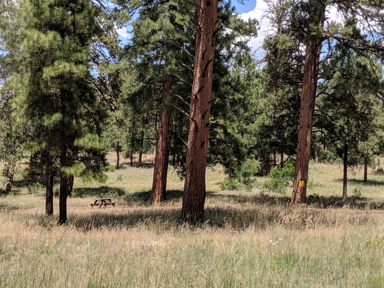 Buzzard Park Campground