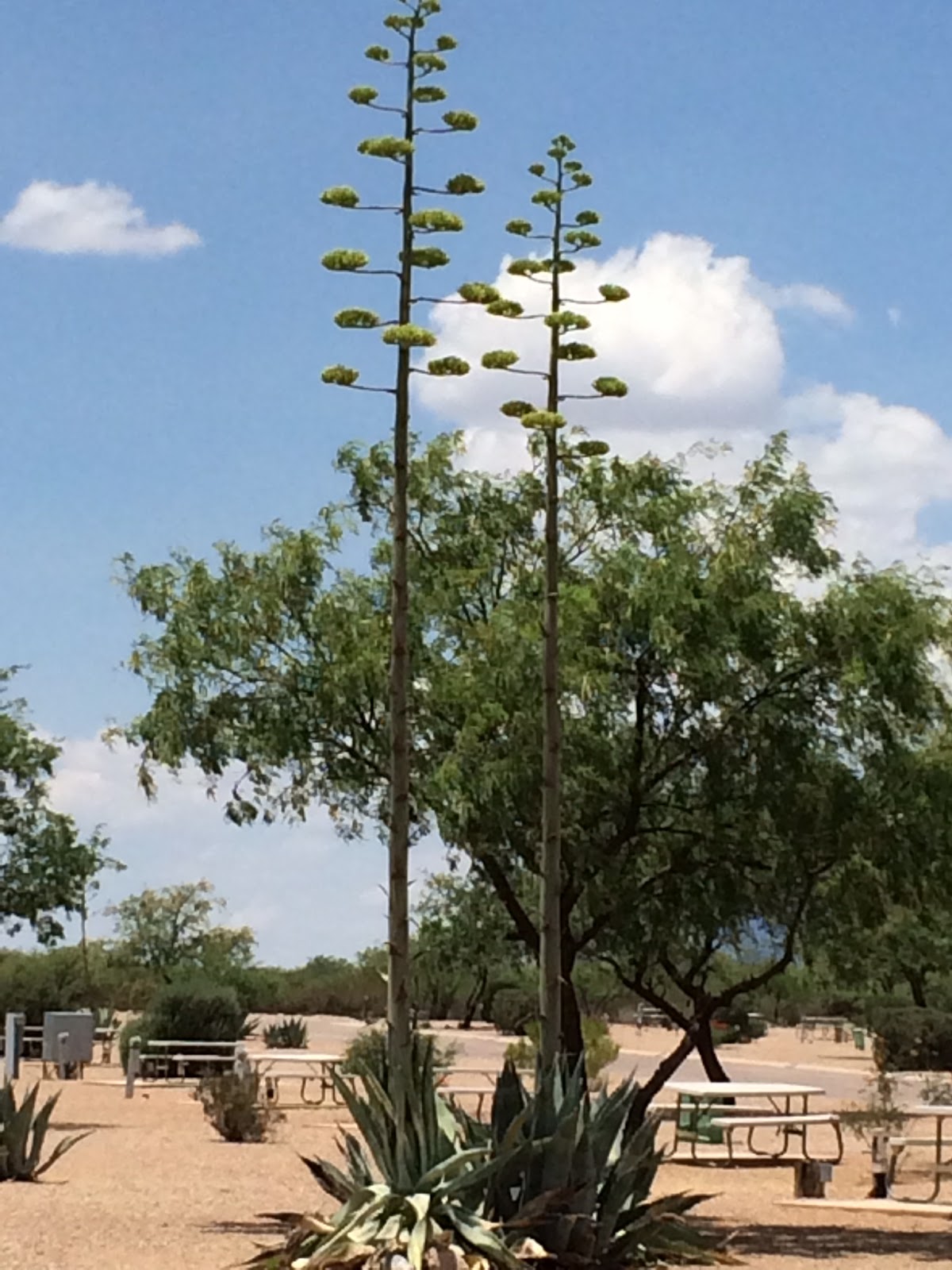 Tombstone Territories RV Resort