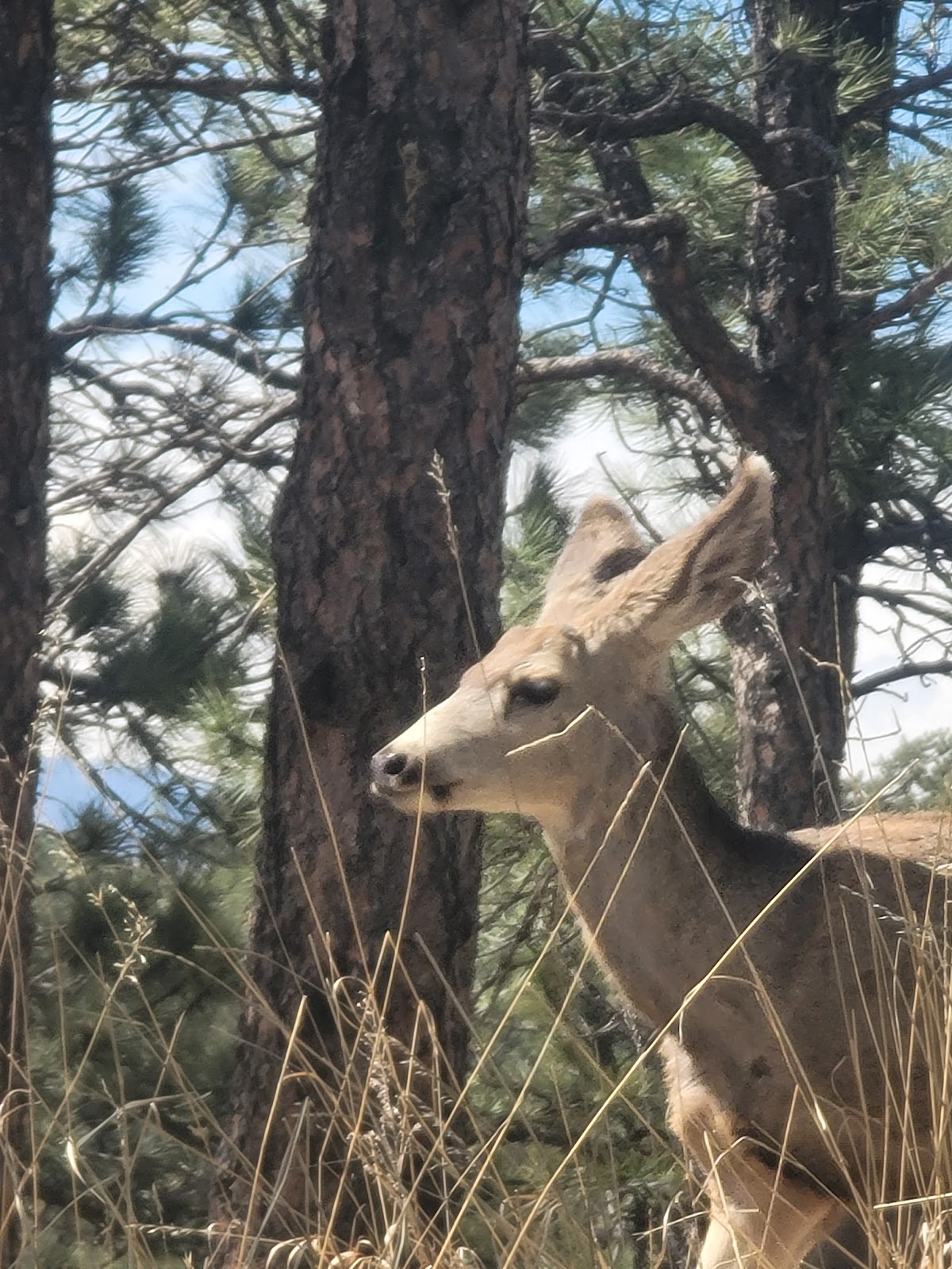 Eagle Campground at Carter Lake