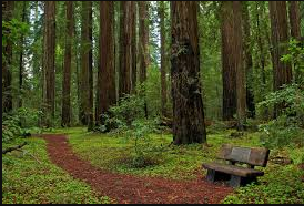 Hendy Woods State Park