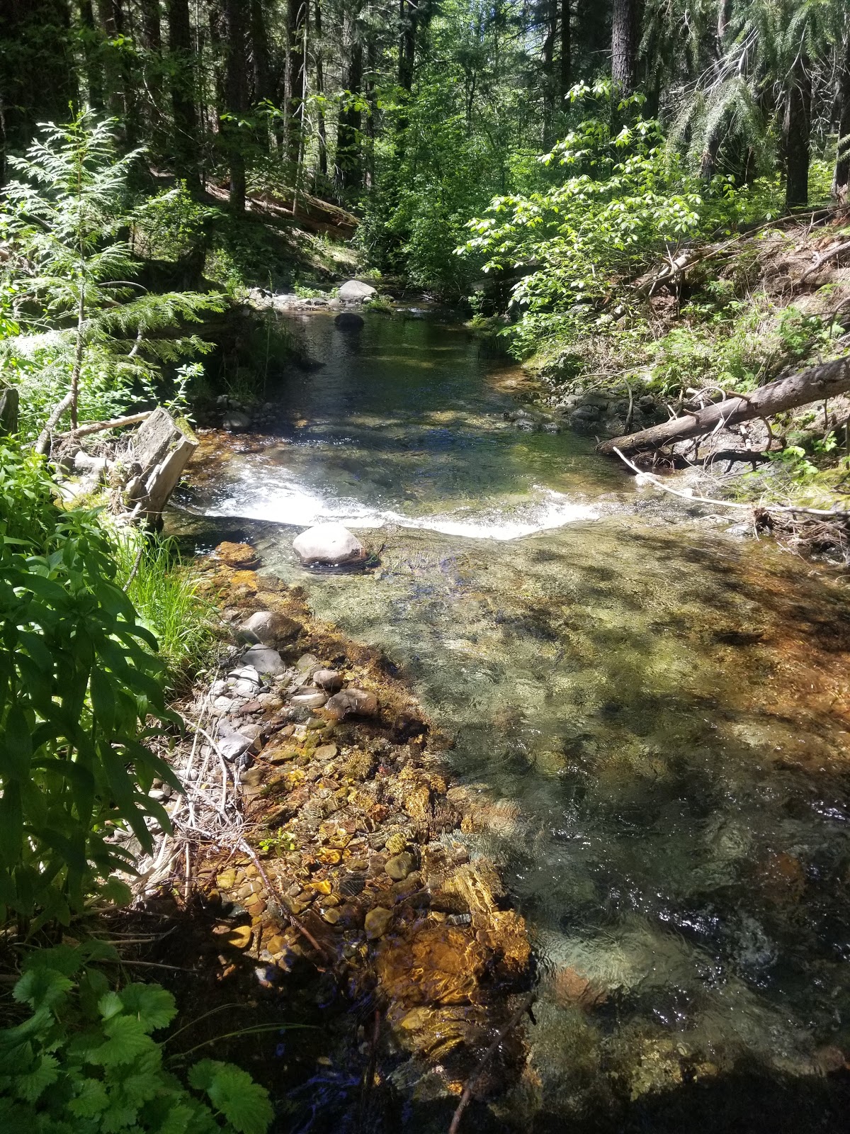 Sugar Pine Staging Campground