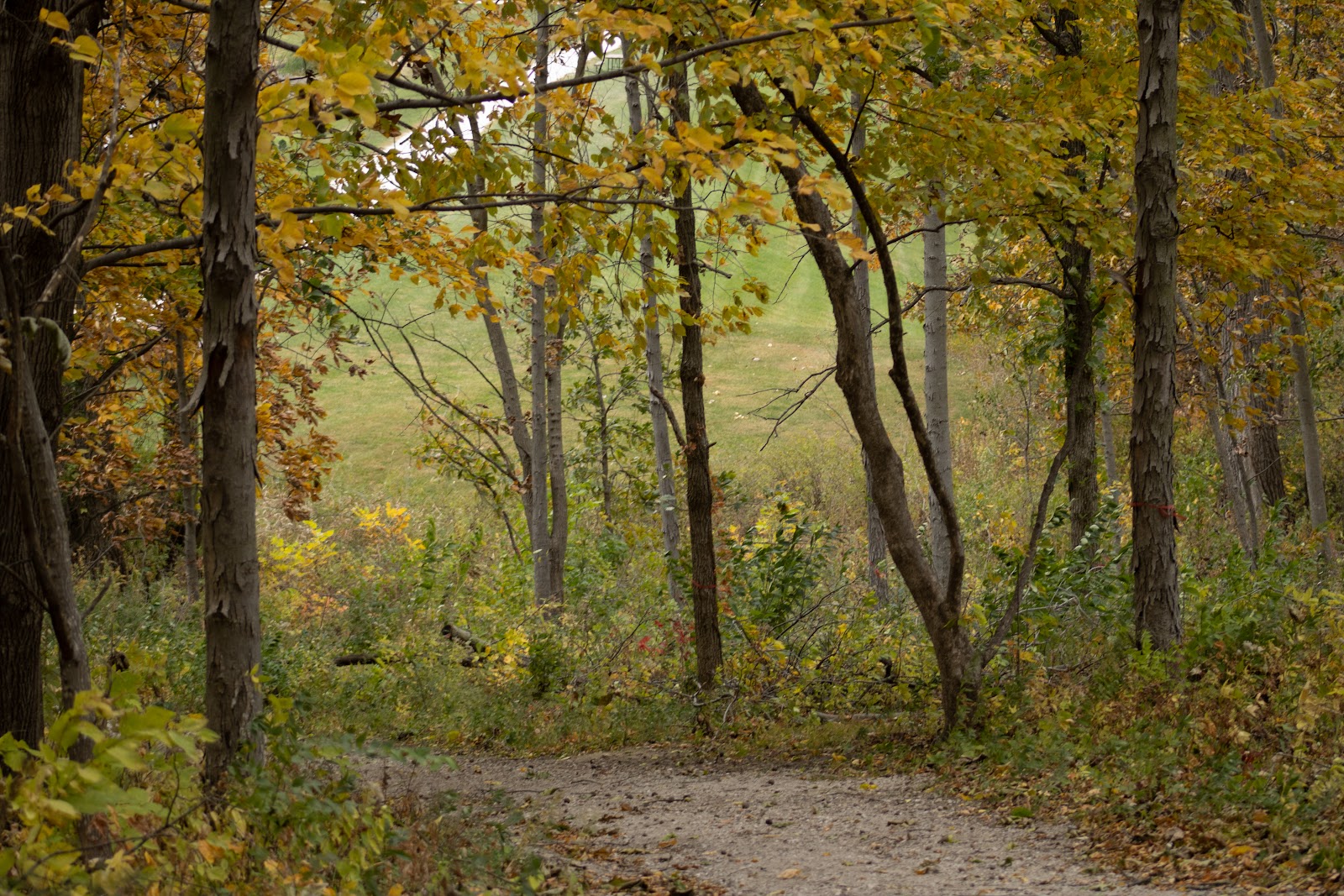 Thomas Mitchell Park