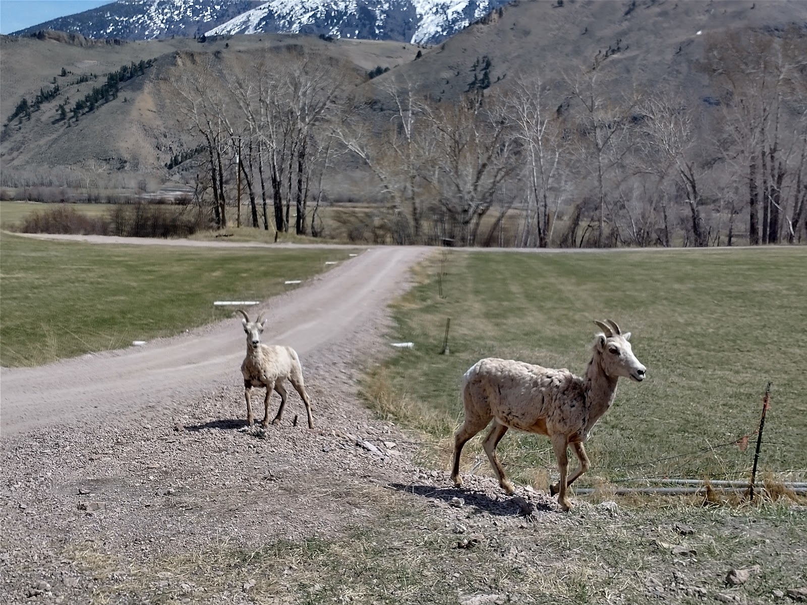 Shoup Bridge Recreation Site