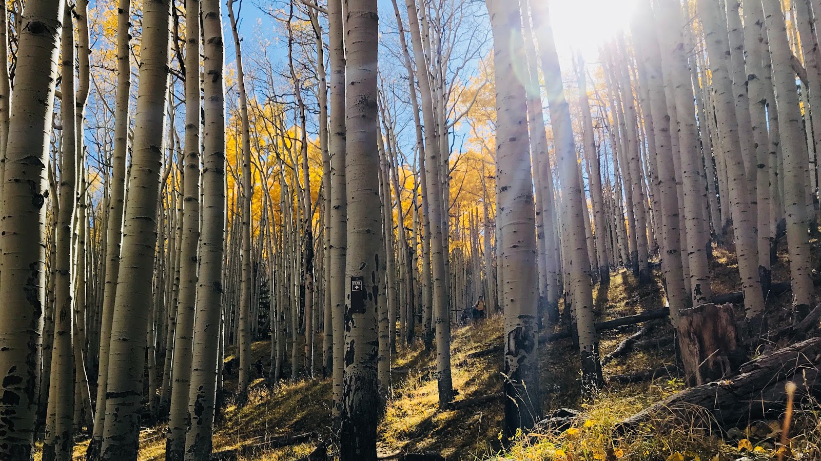Lockett Meadow Campground