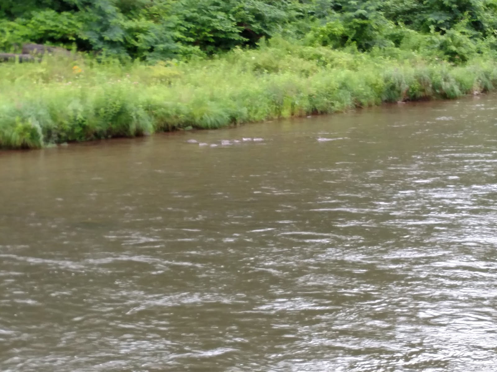 Pine Hollow Campground