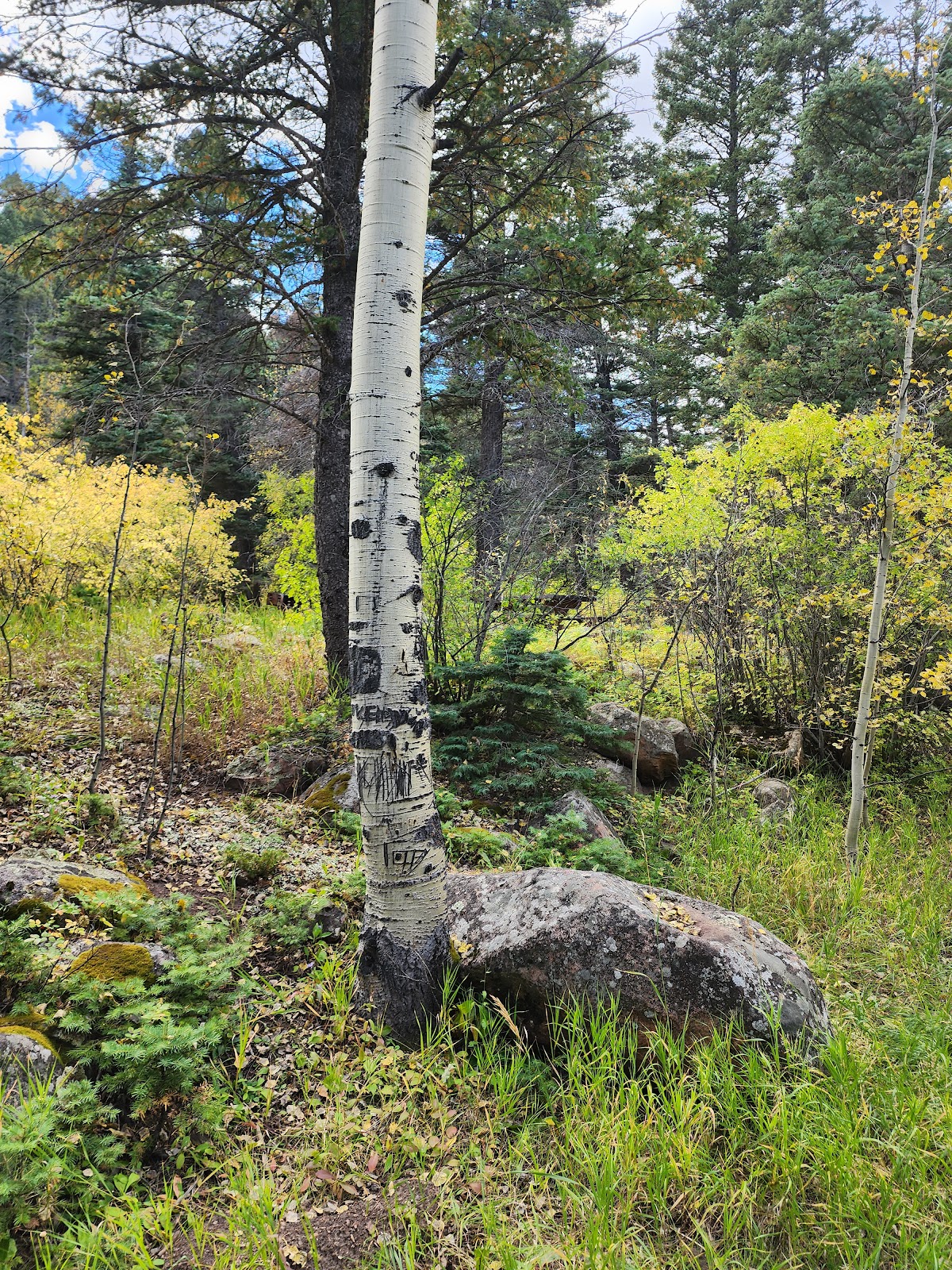 Spruce Group - Lake Isabel