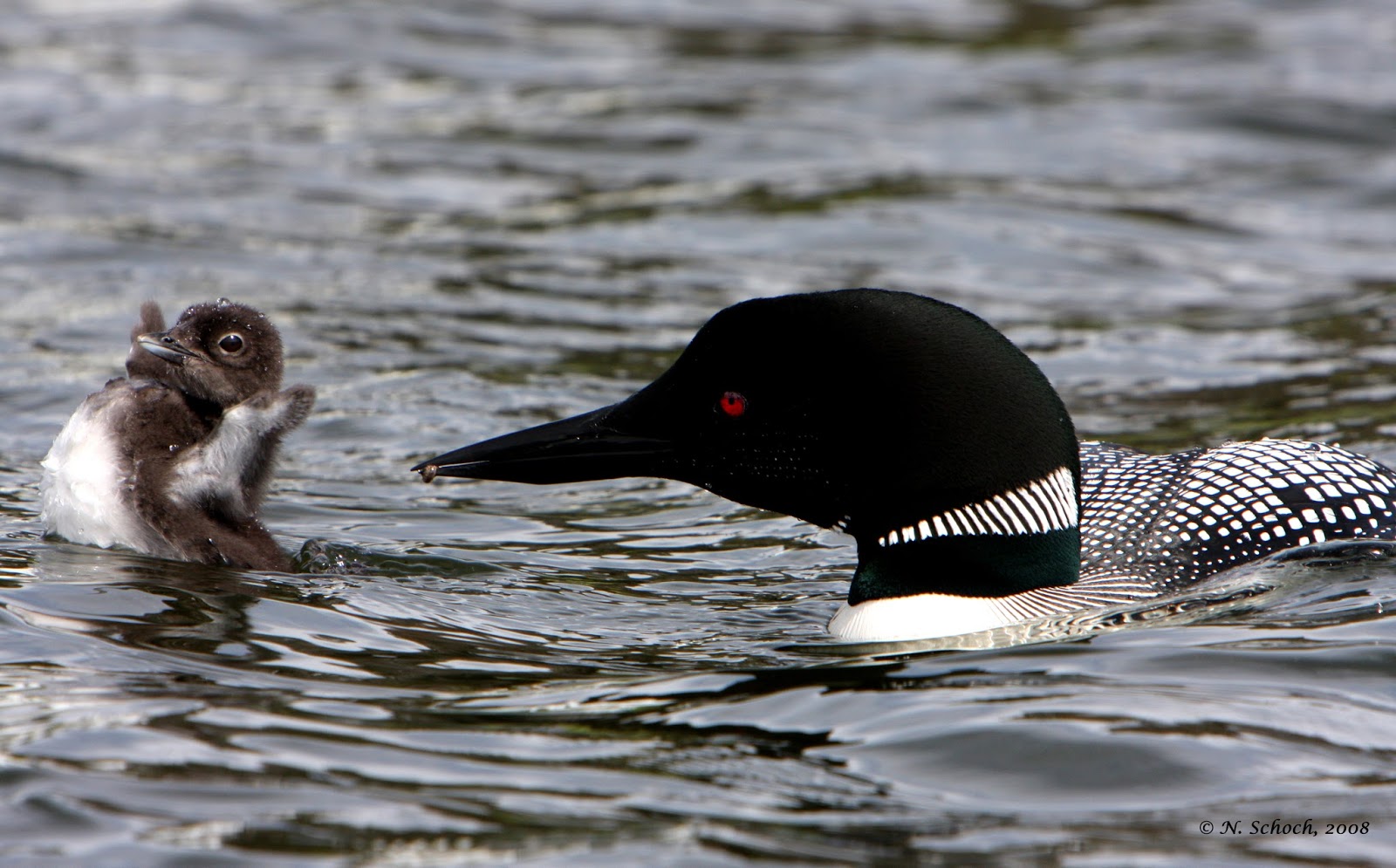 Lake Ivanhoe Inn and Campsites