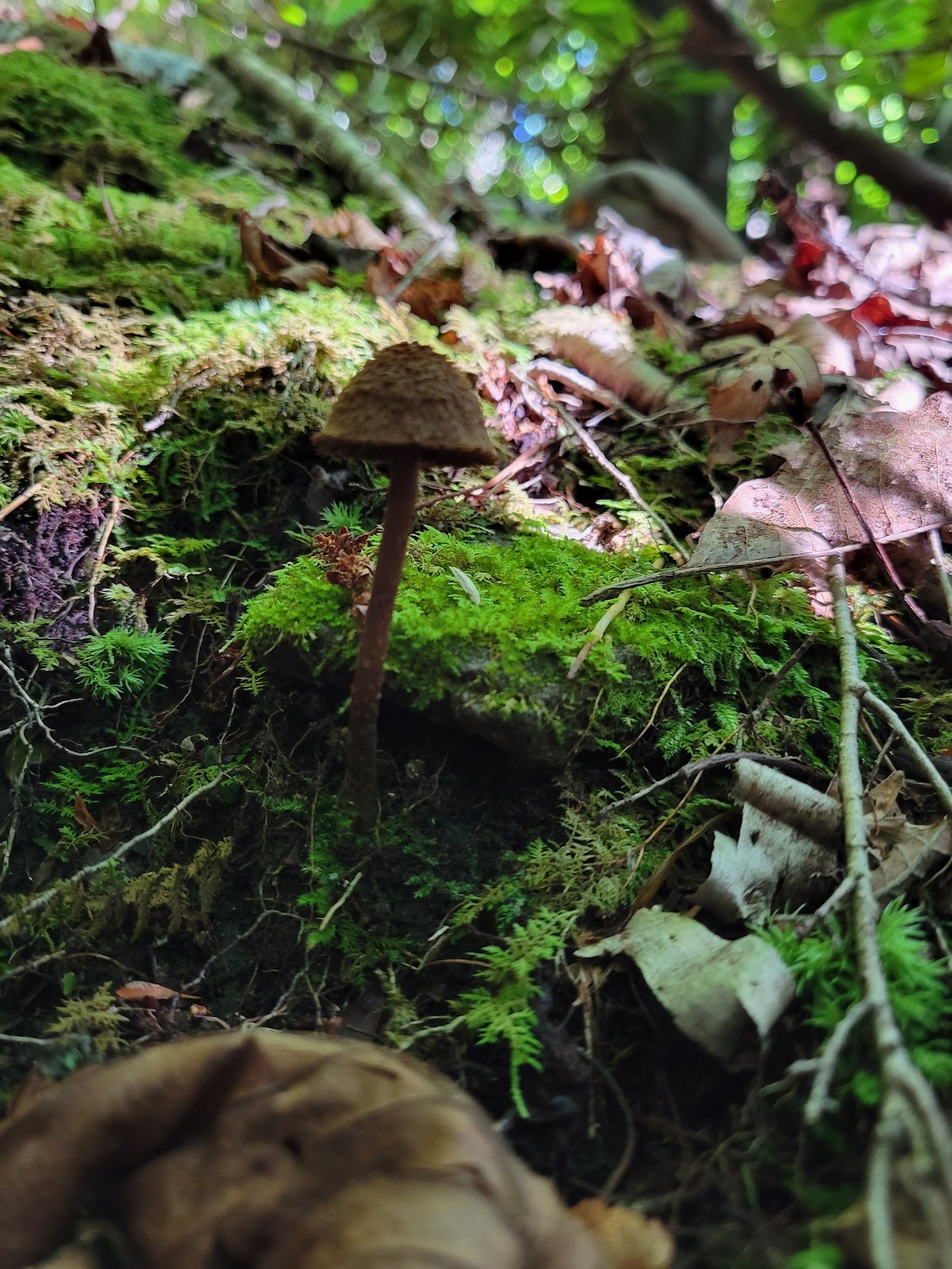 Holder Cove Campground