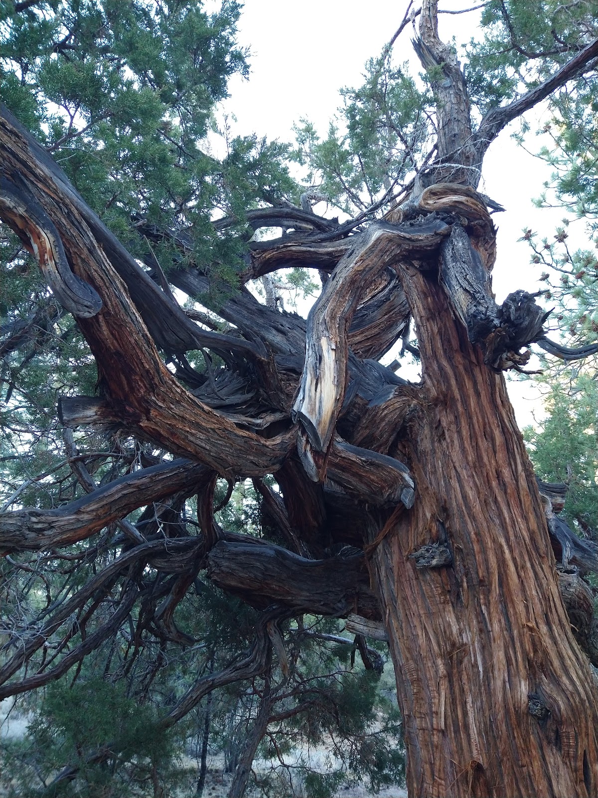 Juniper Springs Group Camp