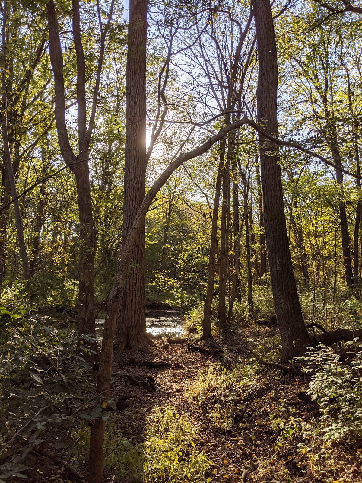 Seward Bluffs Forest Preserve