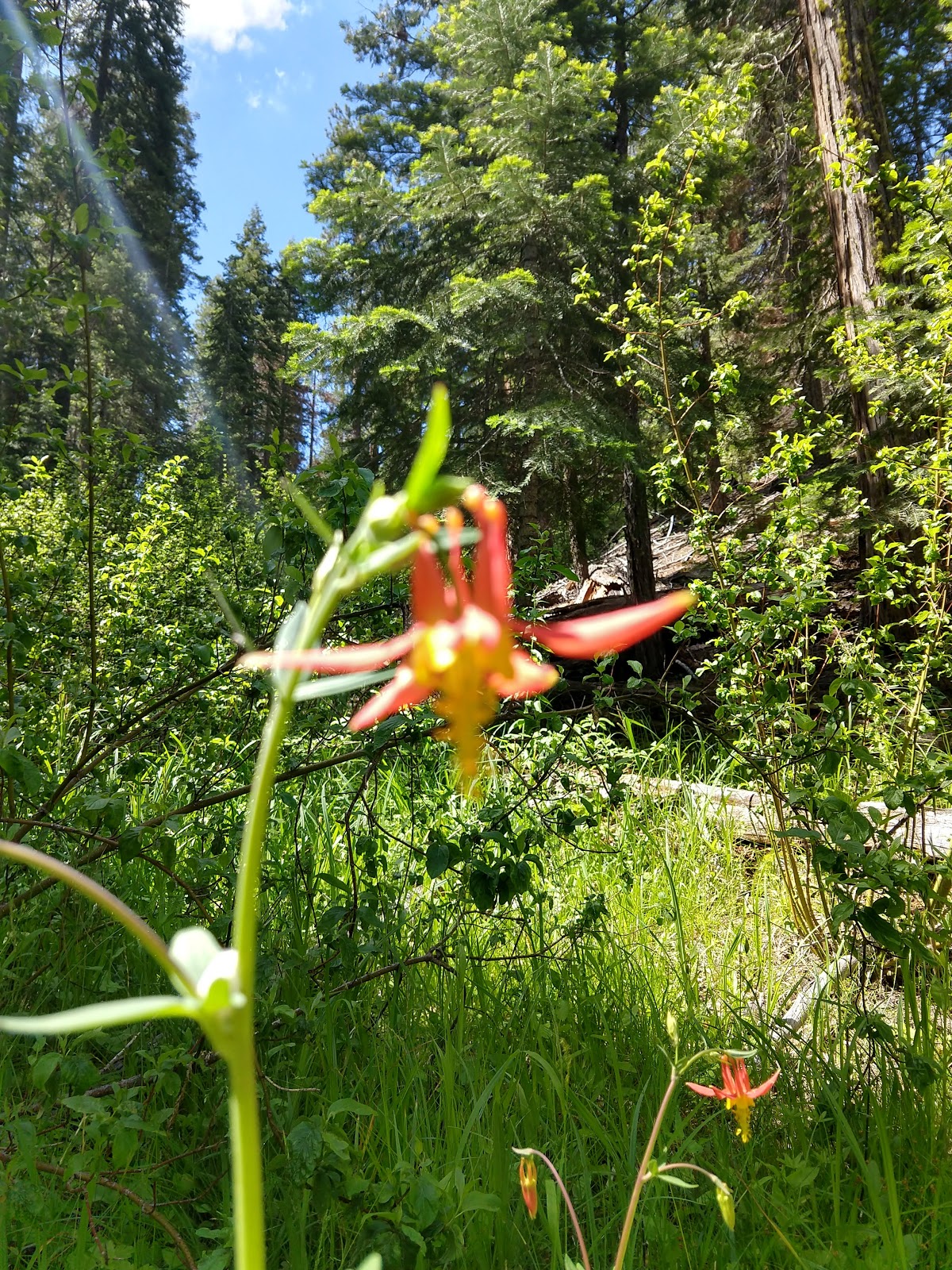 Upper Rush Creek Campground