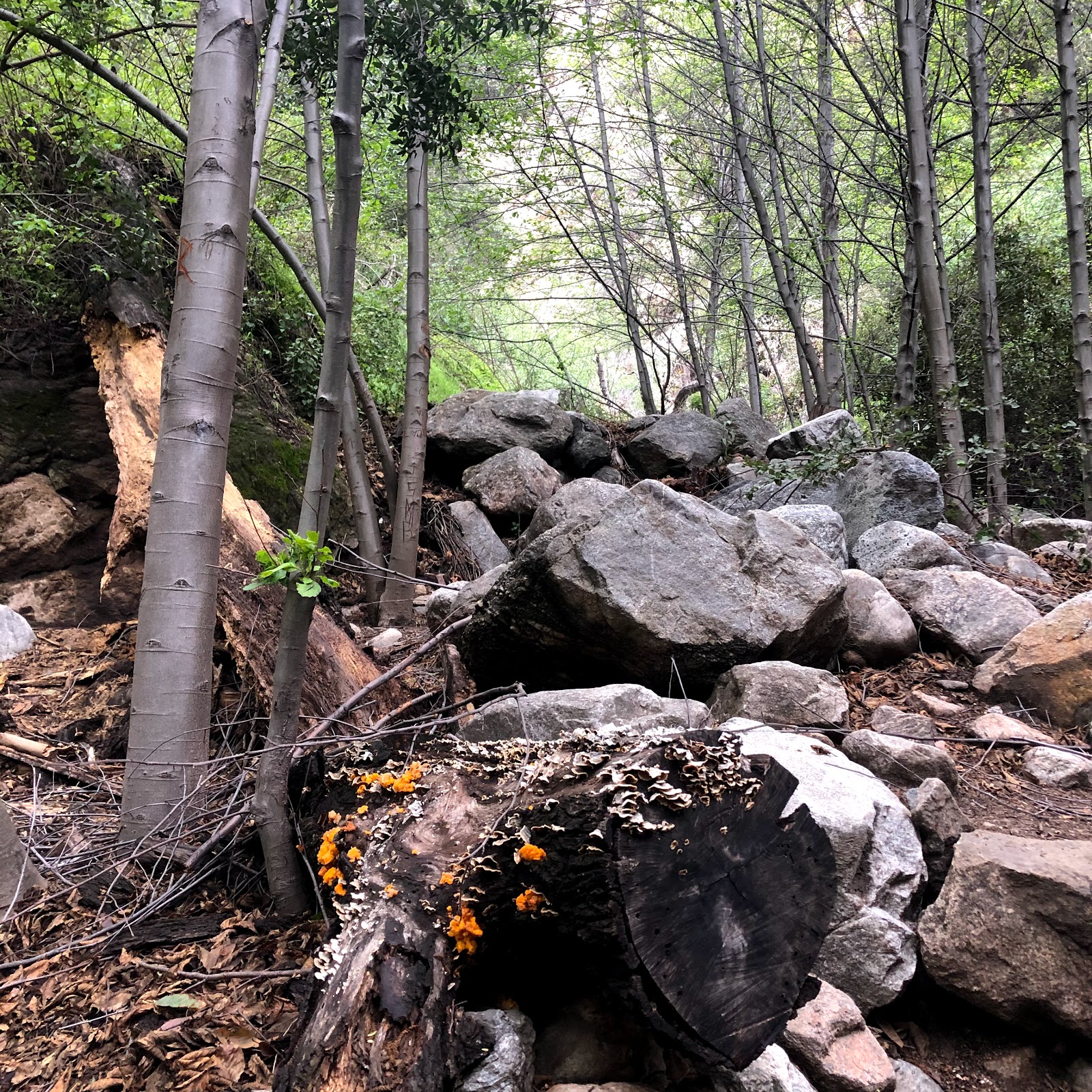 Millard Trail Campground