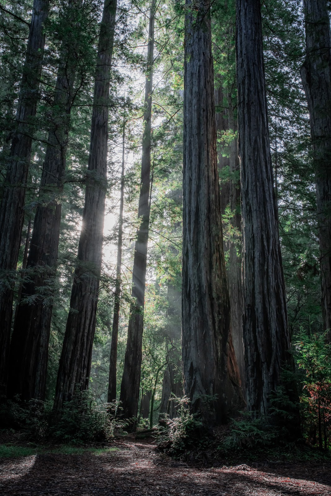 Memorial Park - Azalea Flat and Sequoia Flat Campground