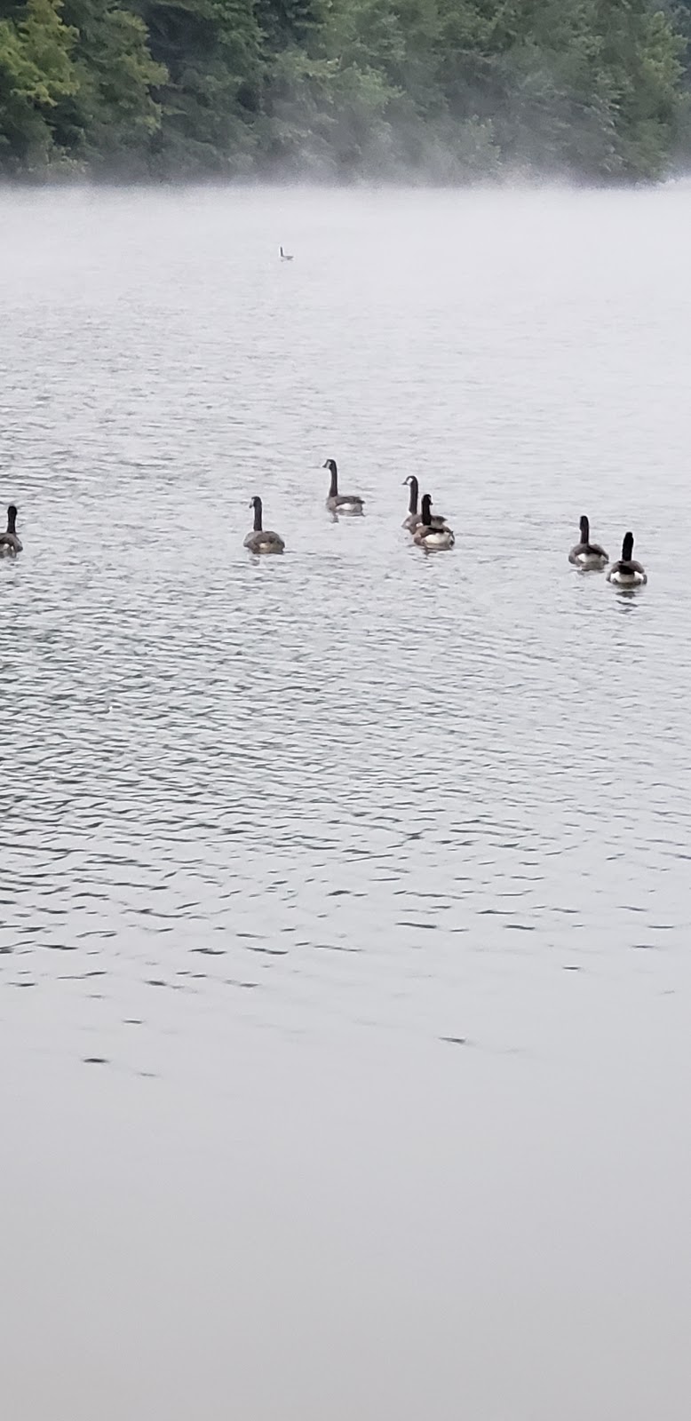 Grapevine Campground