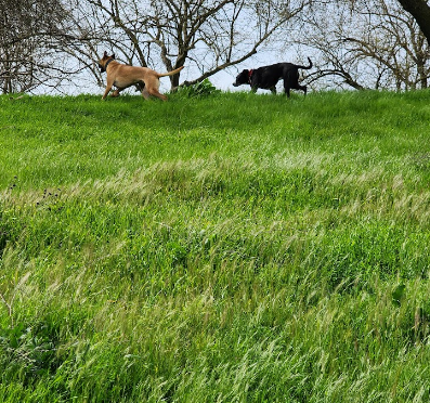 Turlock Lake Campground