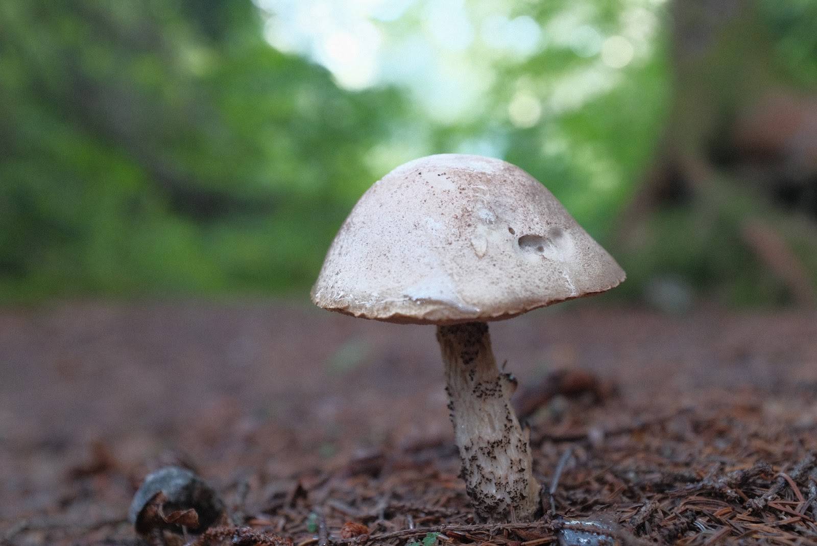 Tripoli Rd Camping Area