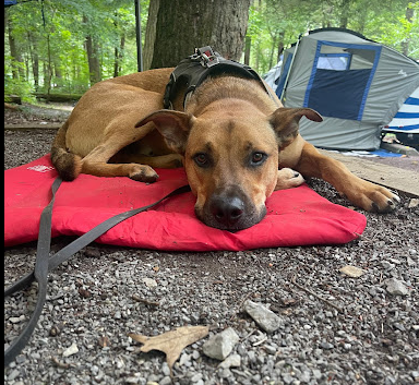 Abrams Creek Campground