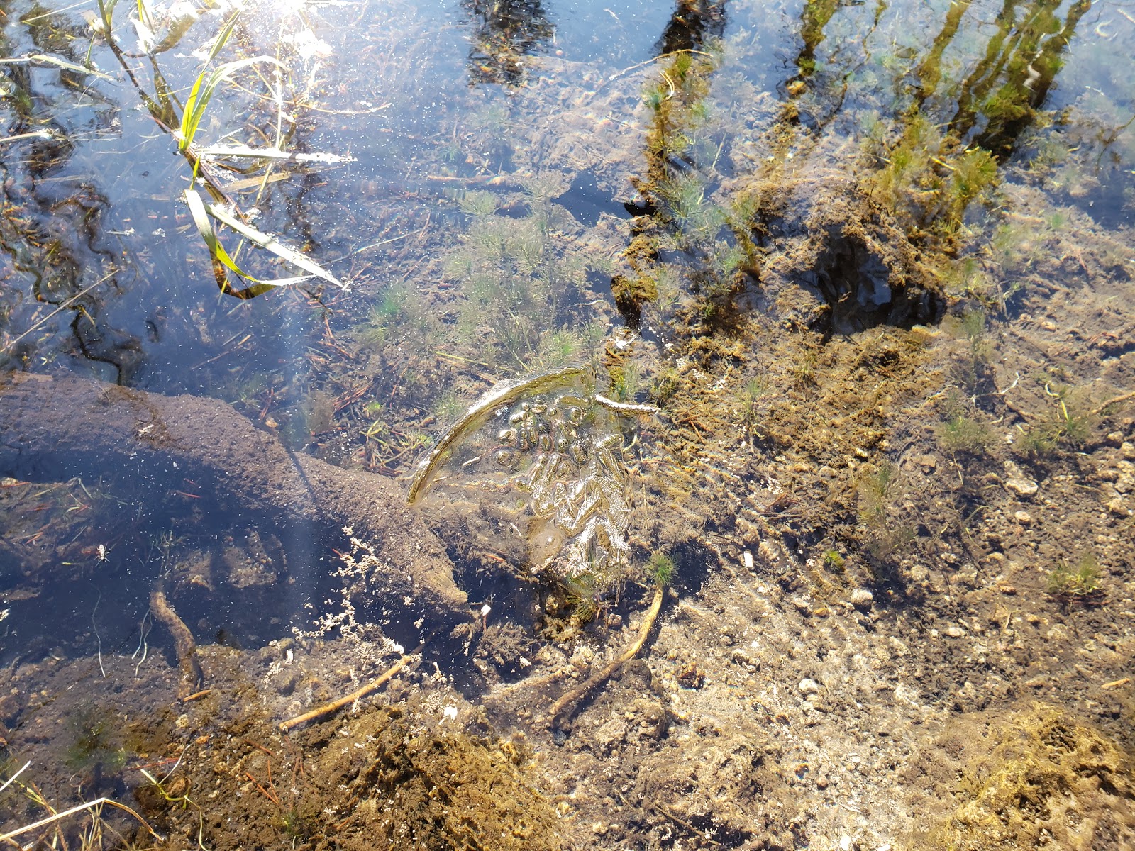 Willow Springs Campground