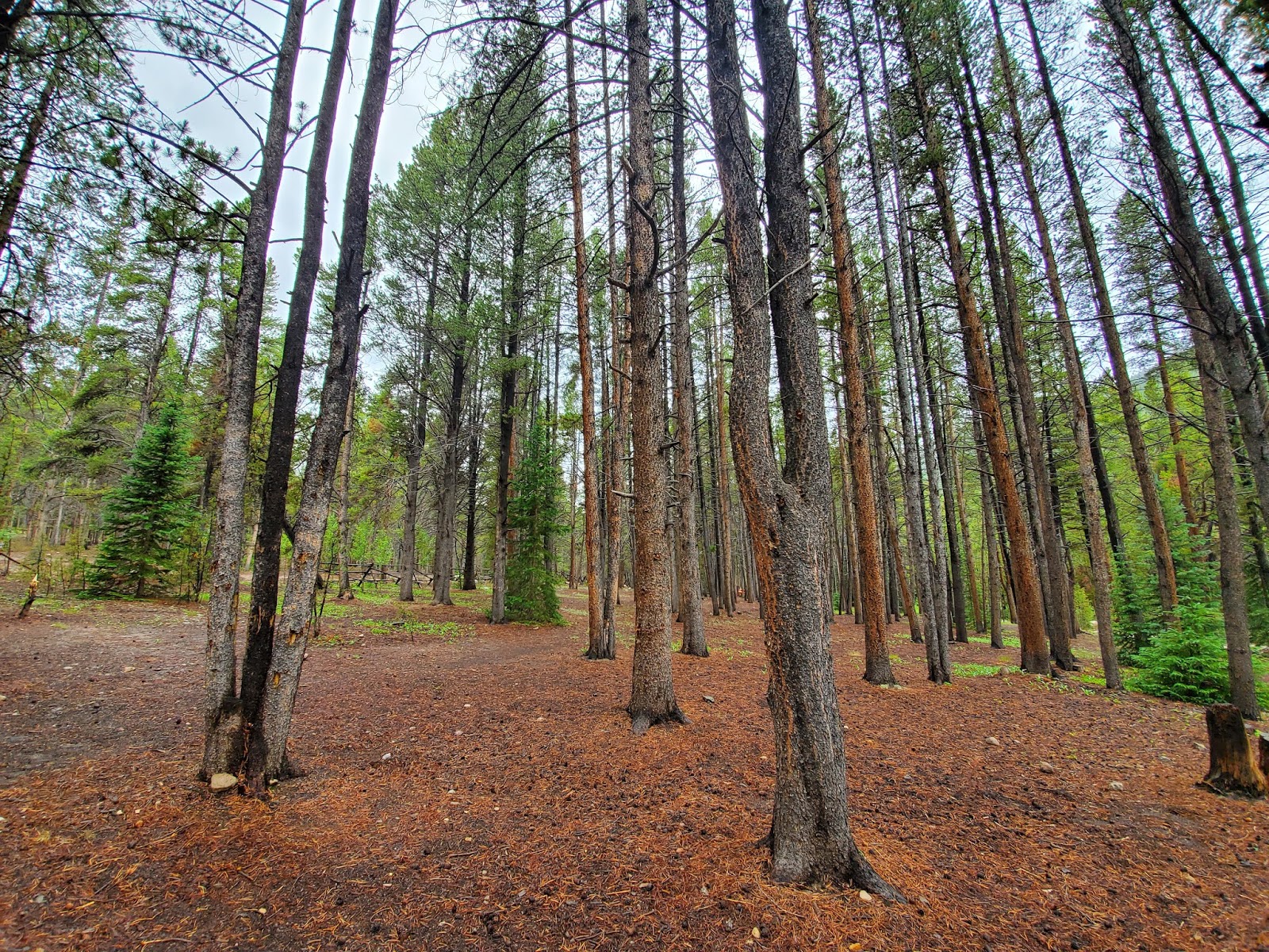 Elbert Creek Campground