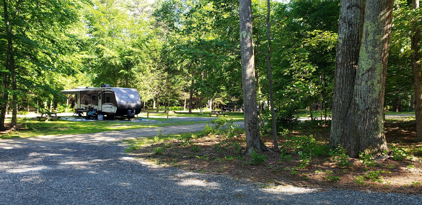 Pinederosa Camping Area