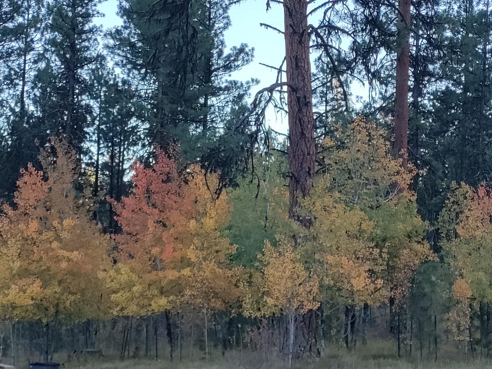 Mammoth Springs Campground