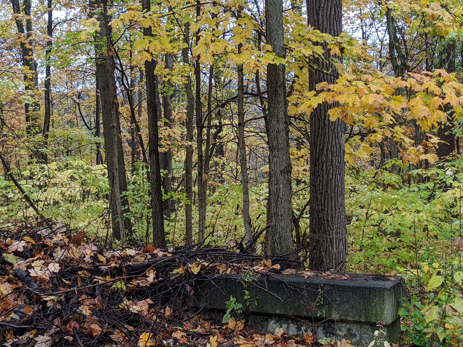 Skiles Test Nature Park