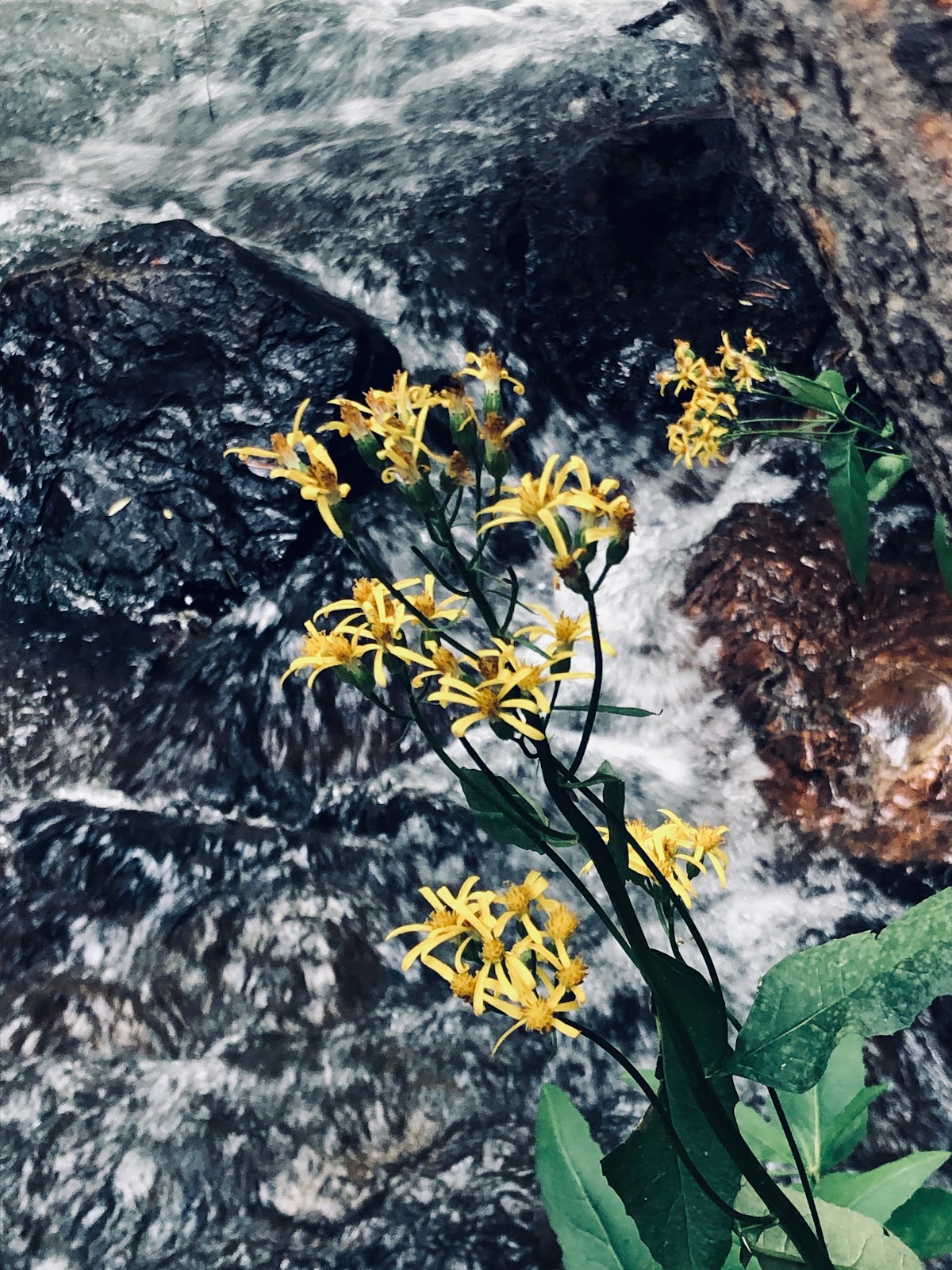 Upper Virginia Creek Campground