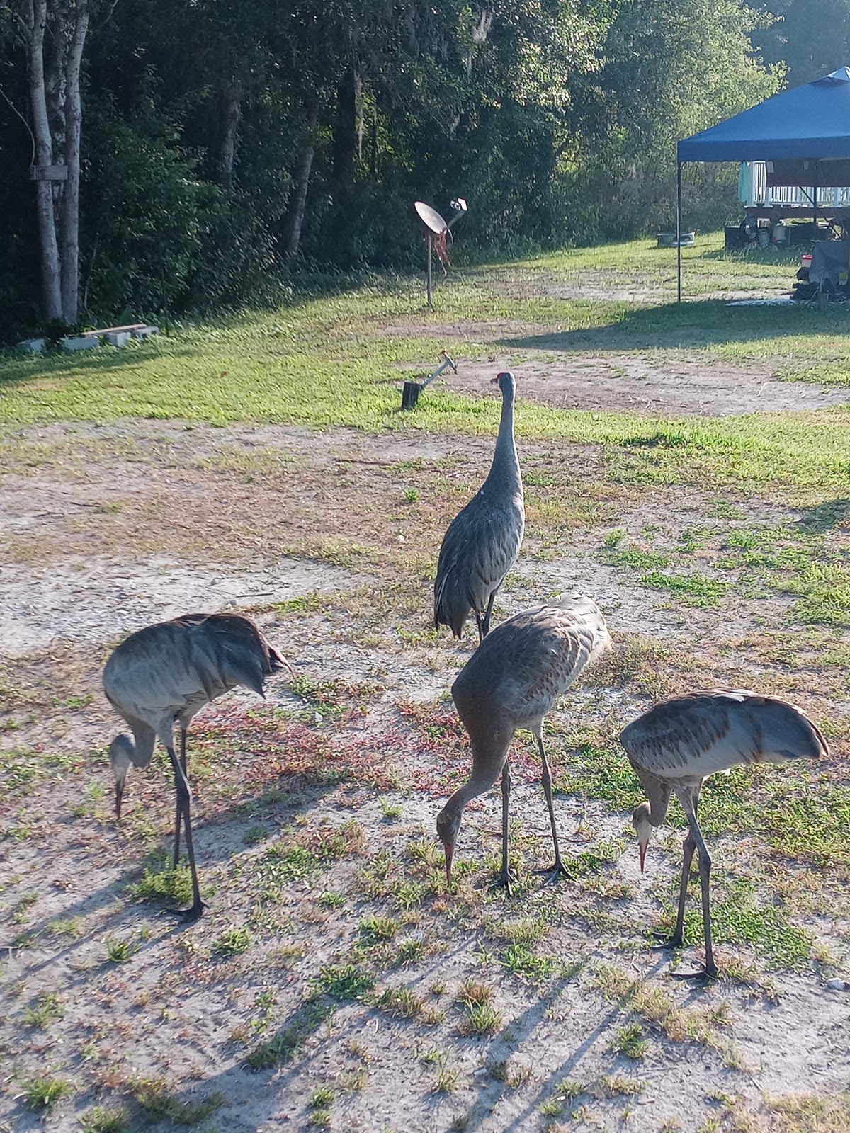 Gator Creek 55+ RV Park