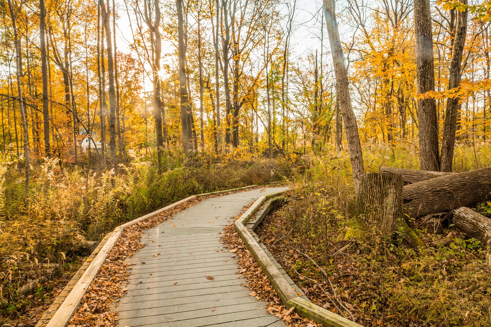 Central Park East Woods