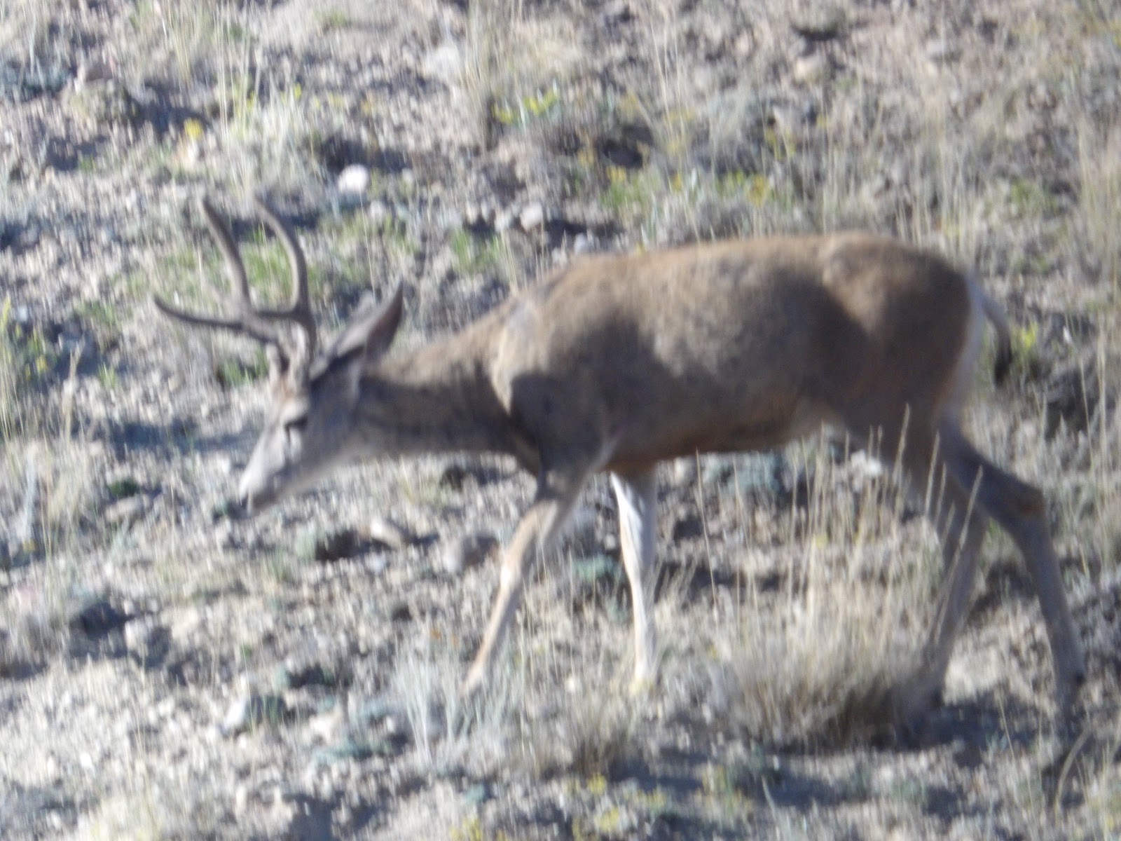 Rawhide Resort and RV Park