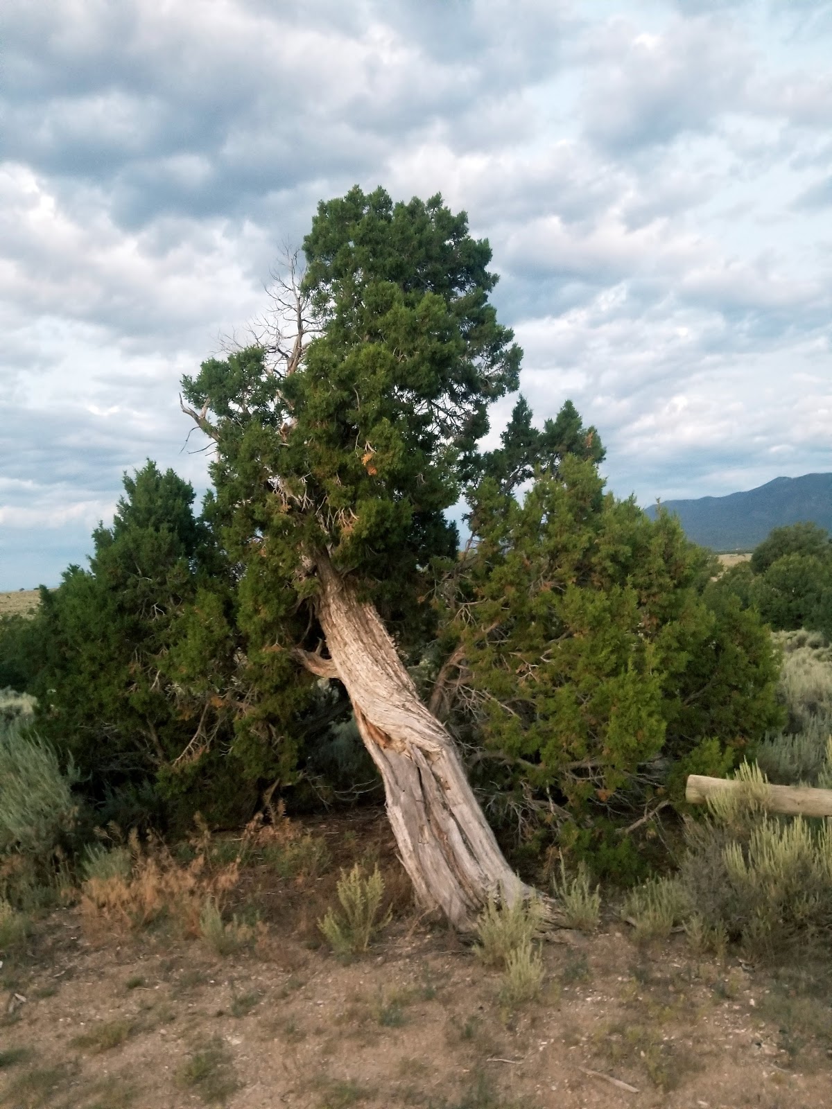 Cebolla Mesa Campground