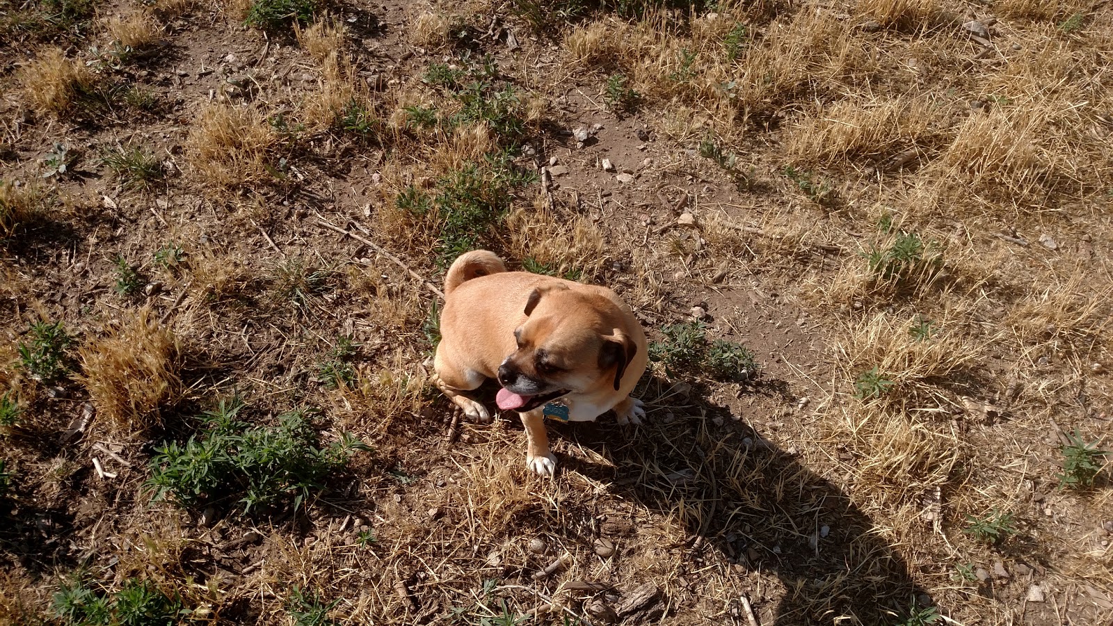 Little Dry Creek Dog Park