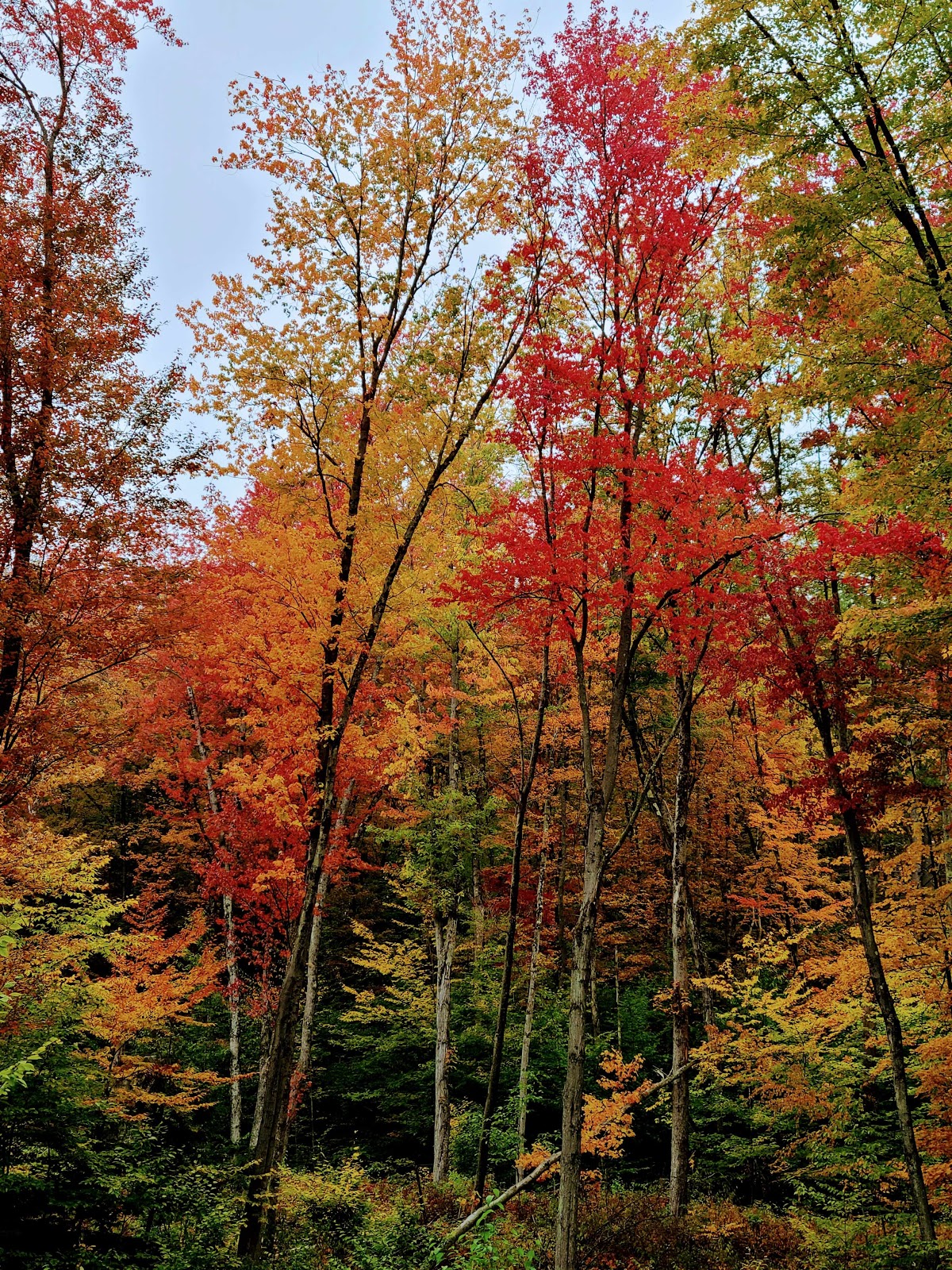 Tree Farm Campground