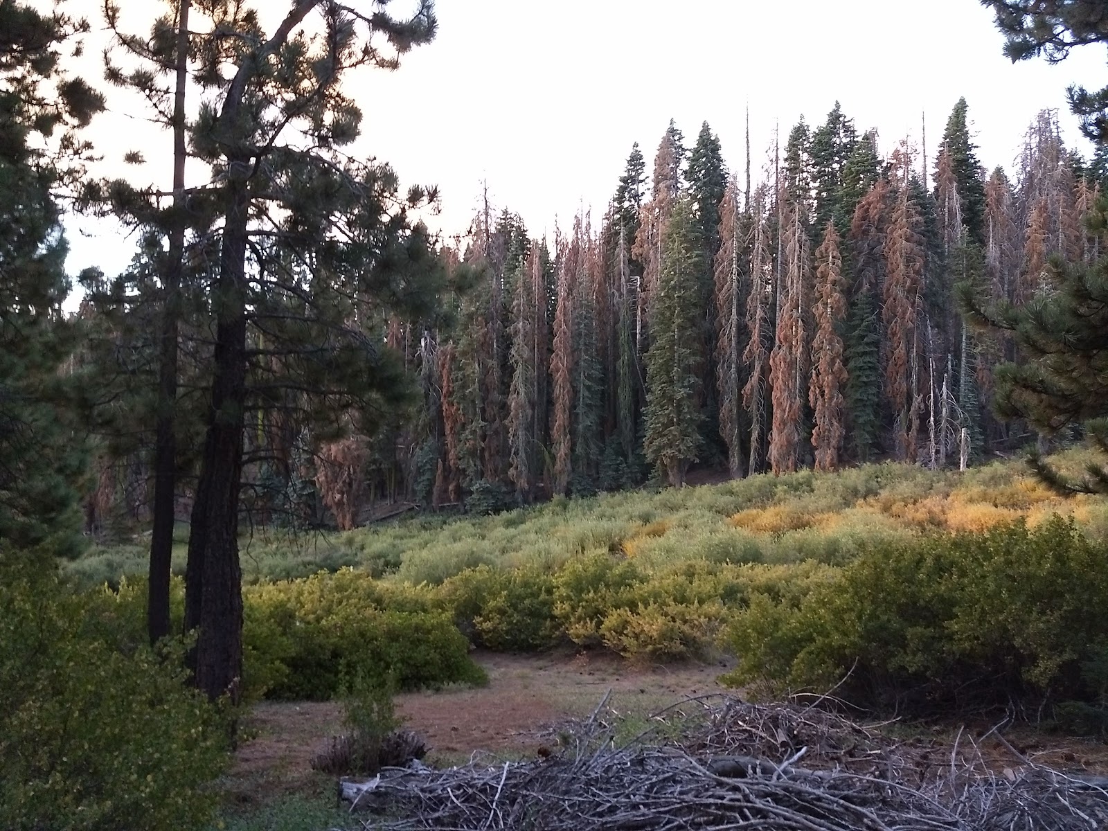 Frog Meadows Campground