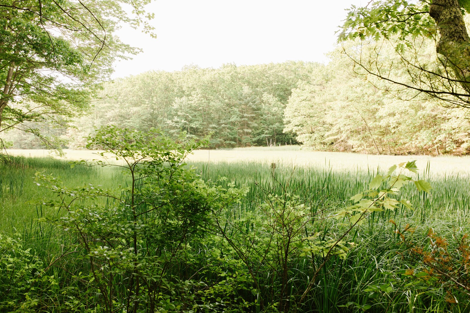 Wild Duck Campground