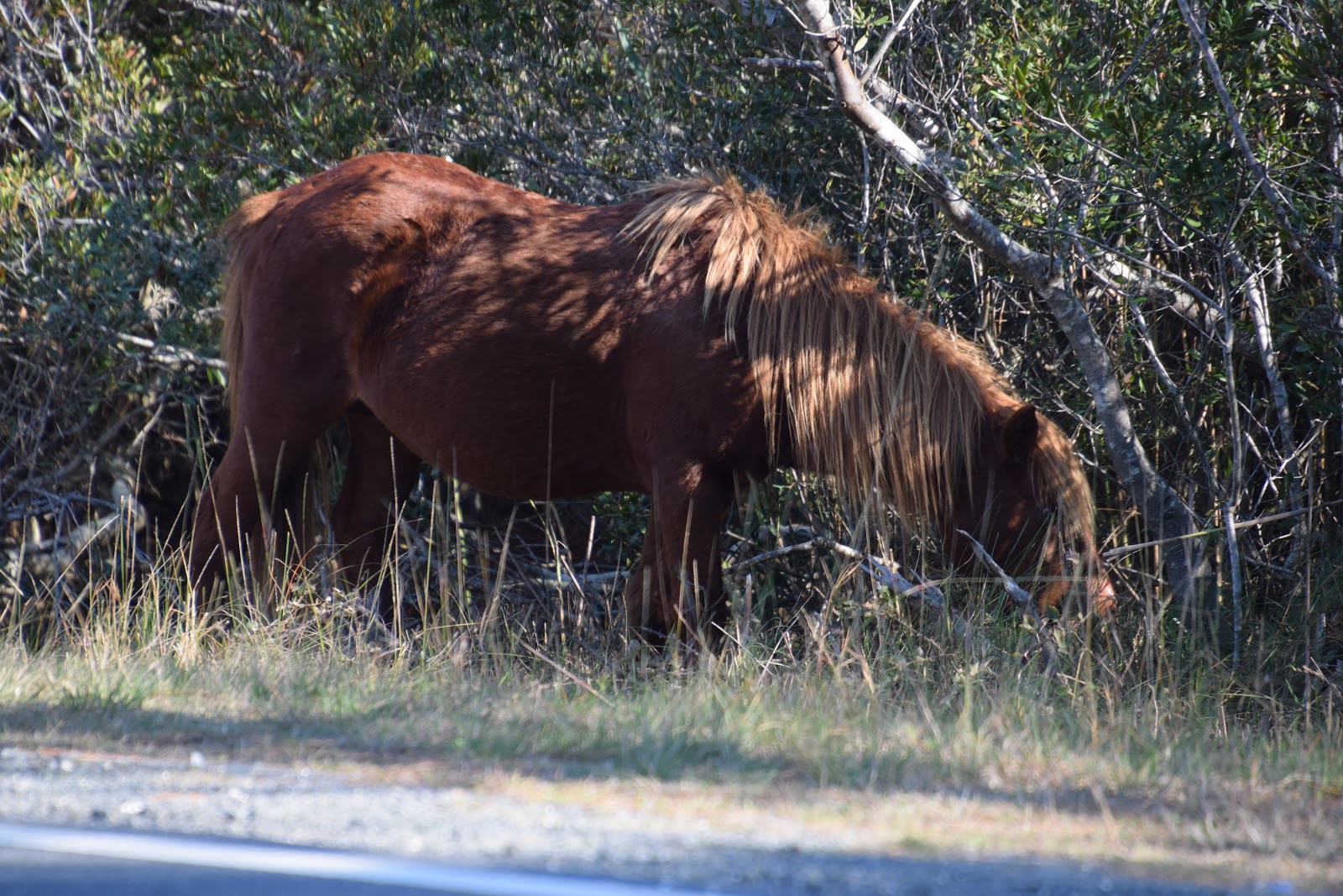Oceanside - Assateague Island National Seashore