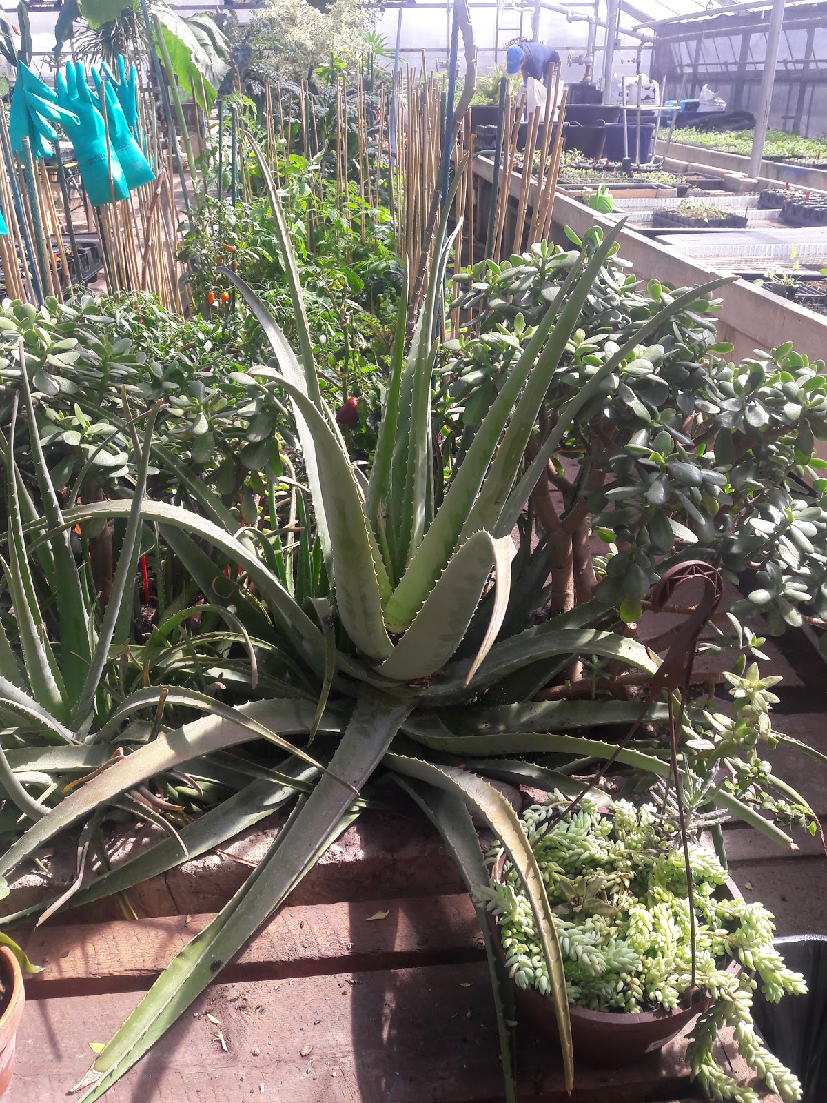 Kilbourn Park & Organic Green House