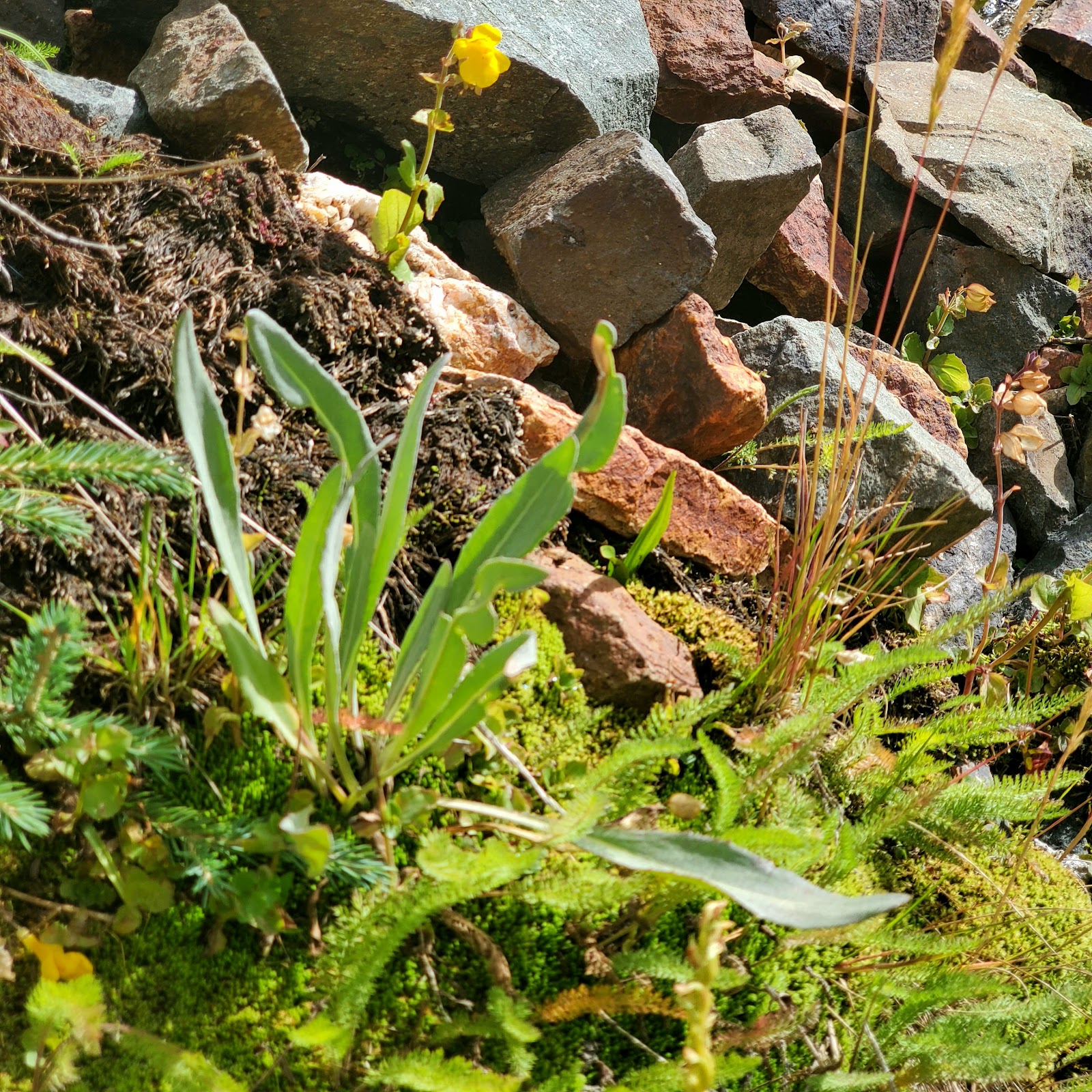 Red Mountain Motel, RV Park
