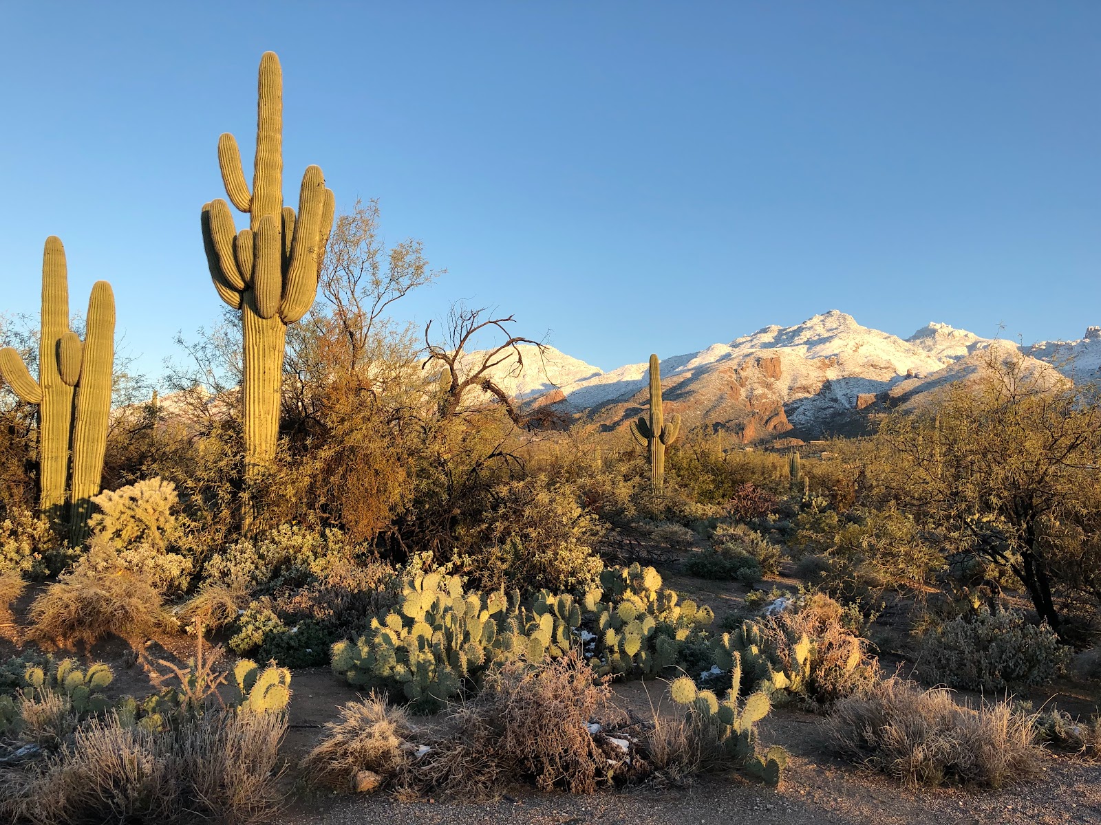 Sabino Canyon Recreation Area Cactus Ramada 2