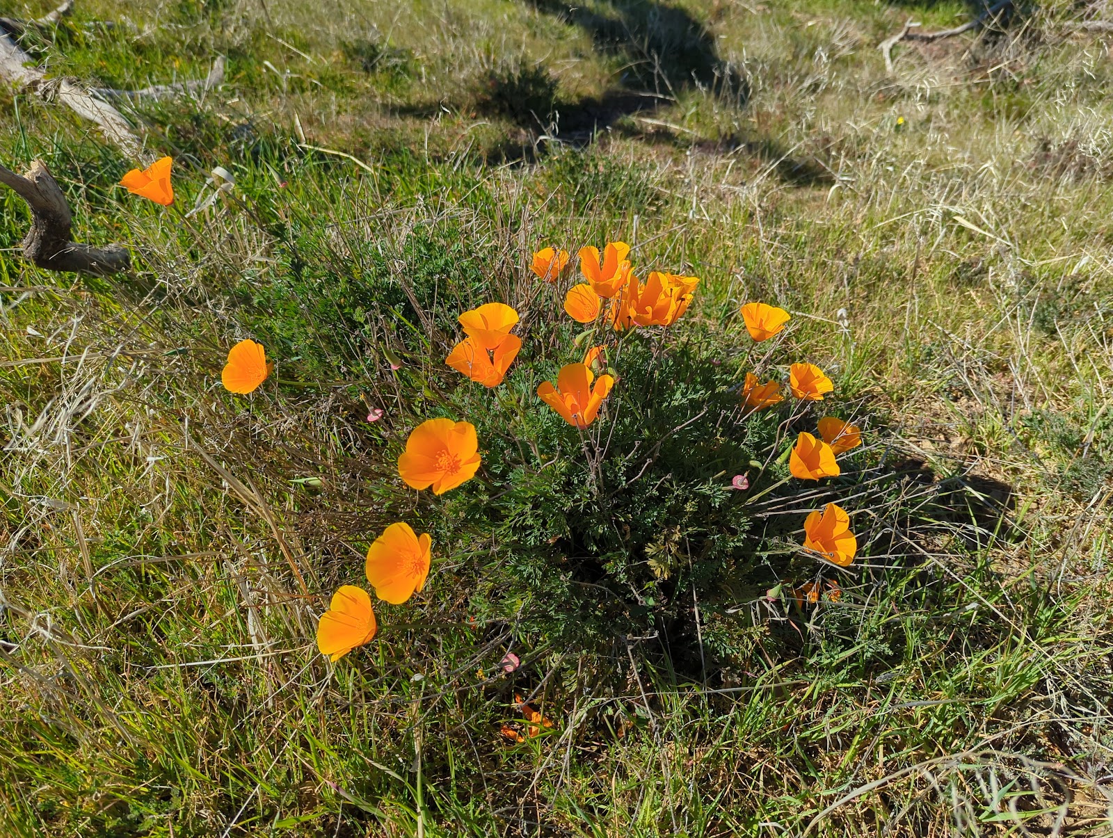 Henry W. Coe State Park