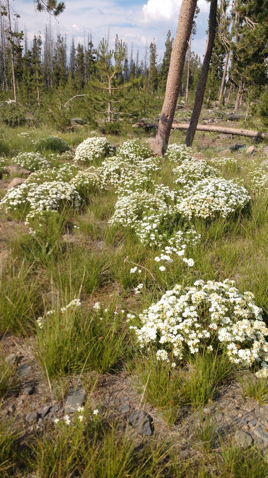 Dead Horse Lake Campground