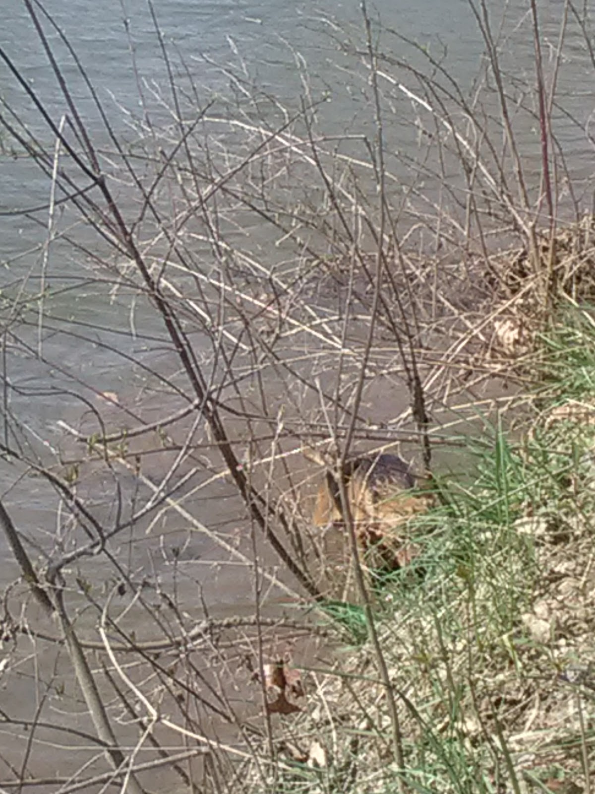 Five Pines Camping & Recreation