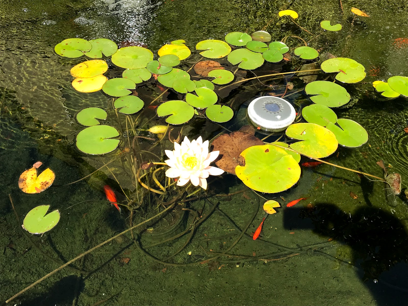 Cincinnati South Campground (KOA)