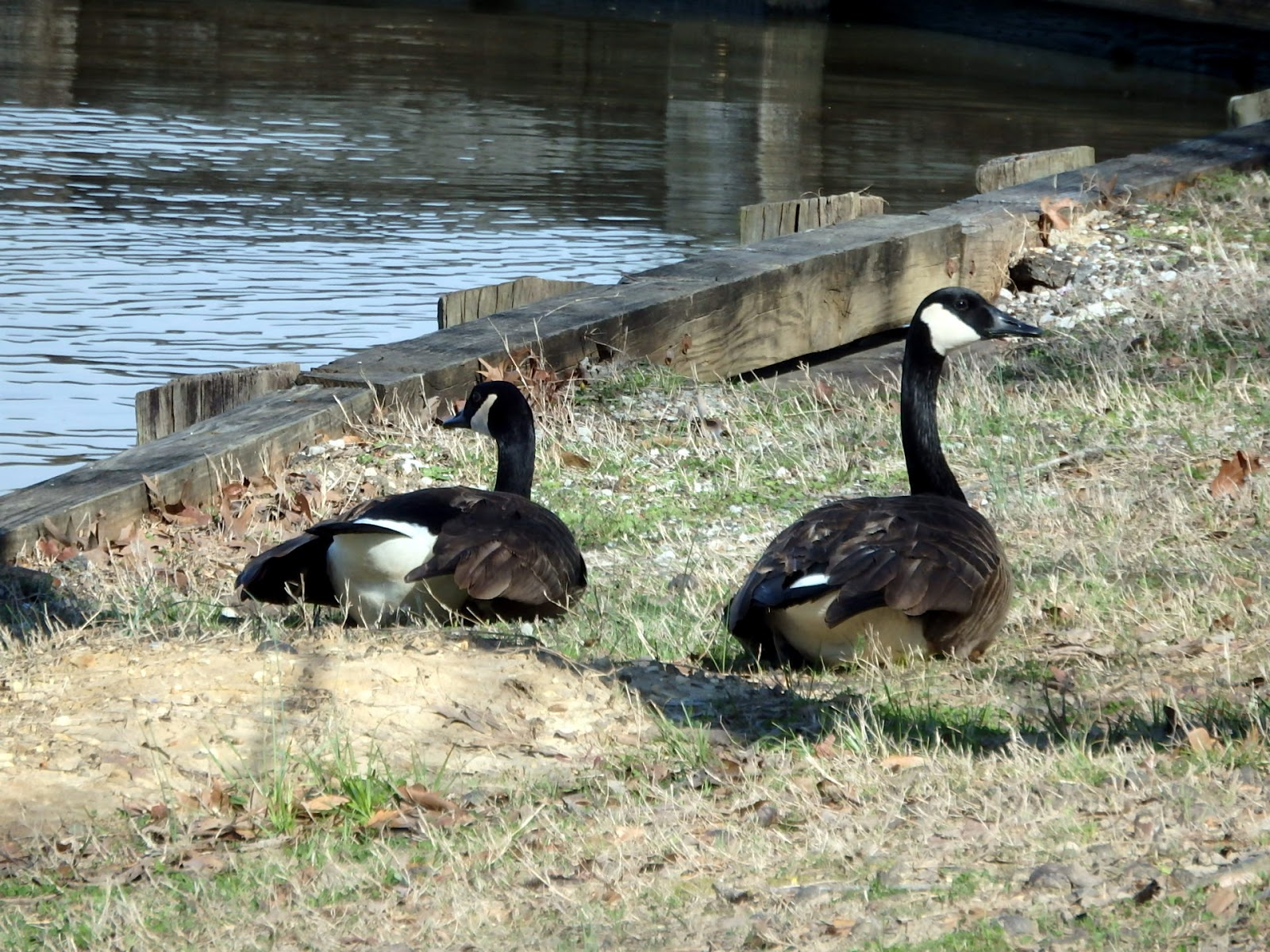 Blue Bluff Campground